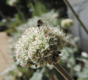Pollinator