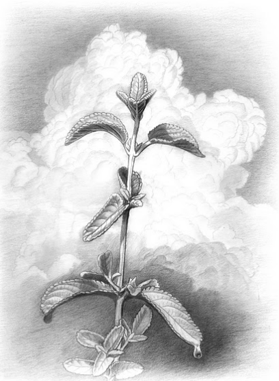 Paul mirocha Oregano image
