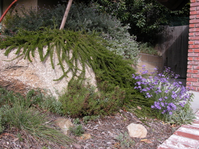 rock garden corner