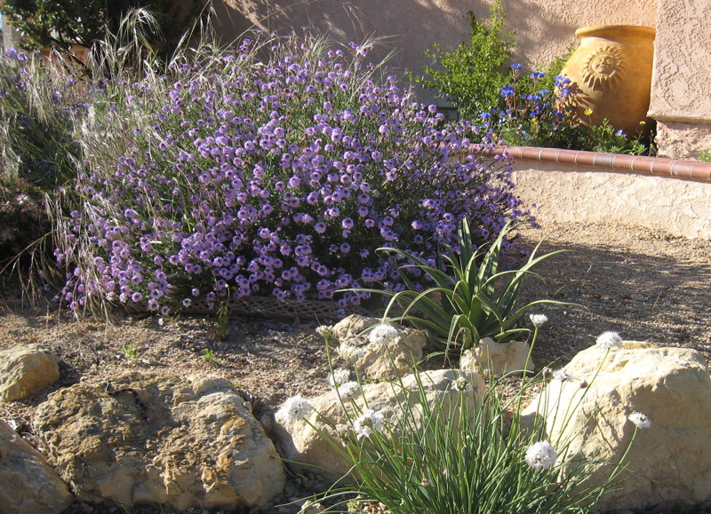 verbena and others