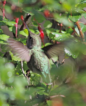 Anna's Hummingbird