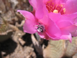 cactus flower bee
