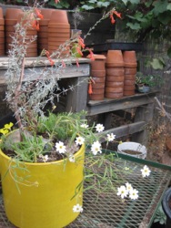 container gardening