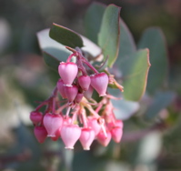Arctostaphyos Lester Rowntree