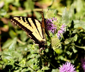 bfly on monardella