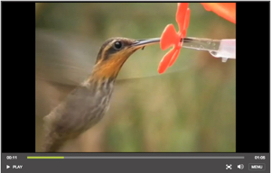 hummingbird-high-speed-screenshot