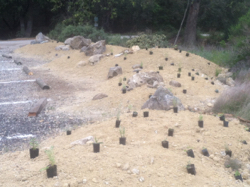 pollinator garden before