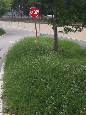 Groundcover