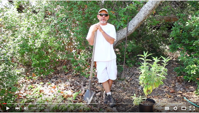 Mike planting