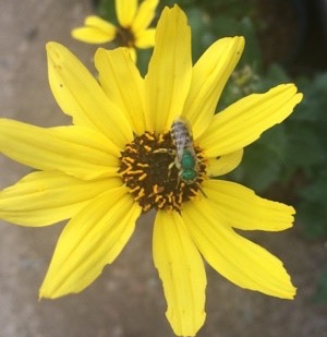 busy bee