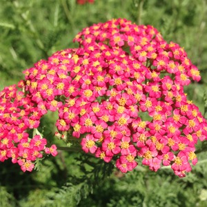 Achillea 'Paprika'