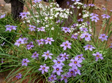 Blue-eyed grass