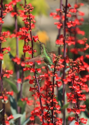 Hummingbird on Penstemon