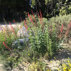 Pollinator garden