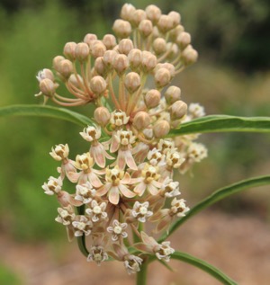 Narrowleaf Milkweed