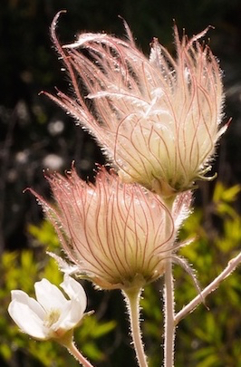 Apache Plume