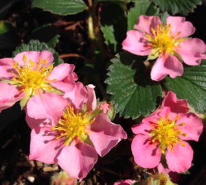 Pink hybrid strawberry