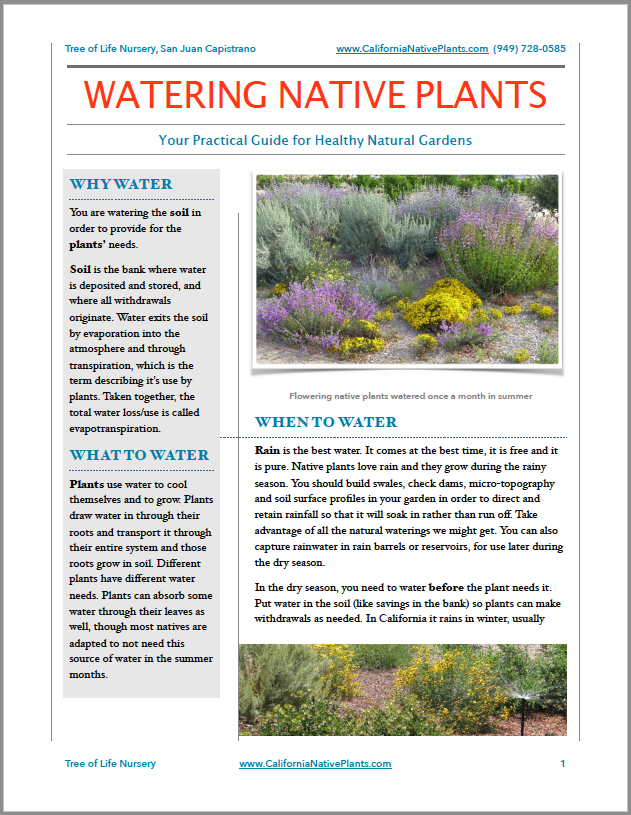 Watering Native Plants