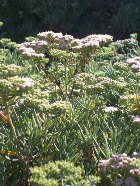 Santa Cruz Island Buckwheat