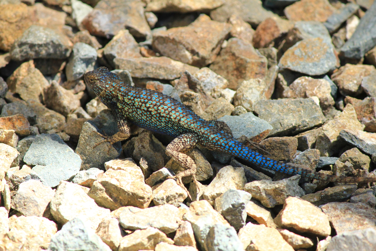 Western Fence Lizard